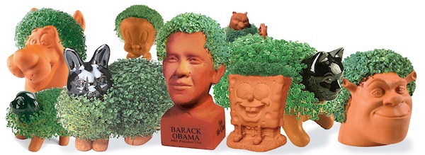 chia-pet